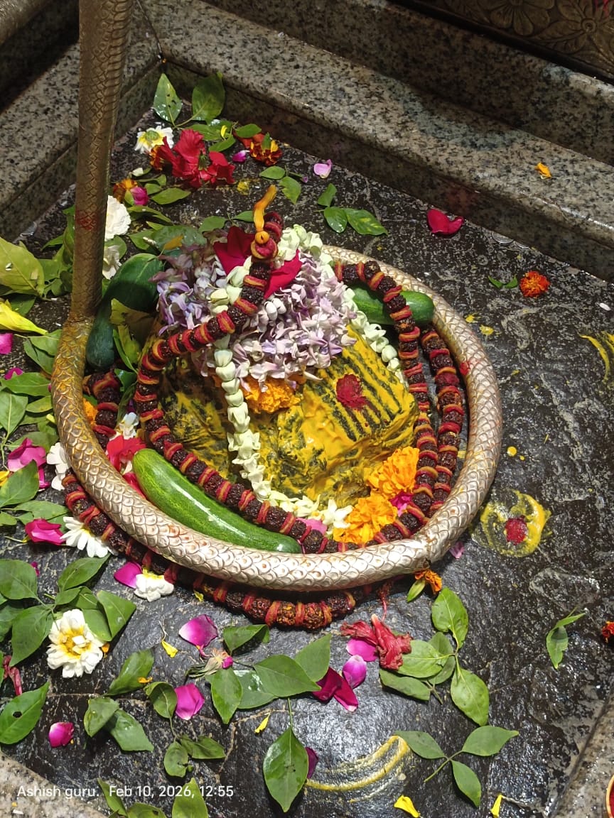 5 Mukhi Rudraksha From Omkareshwar Temple