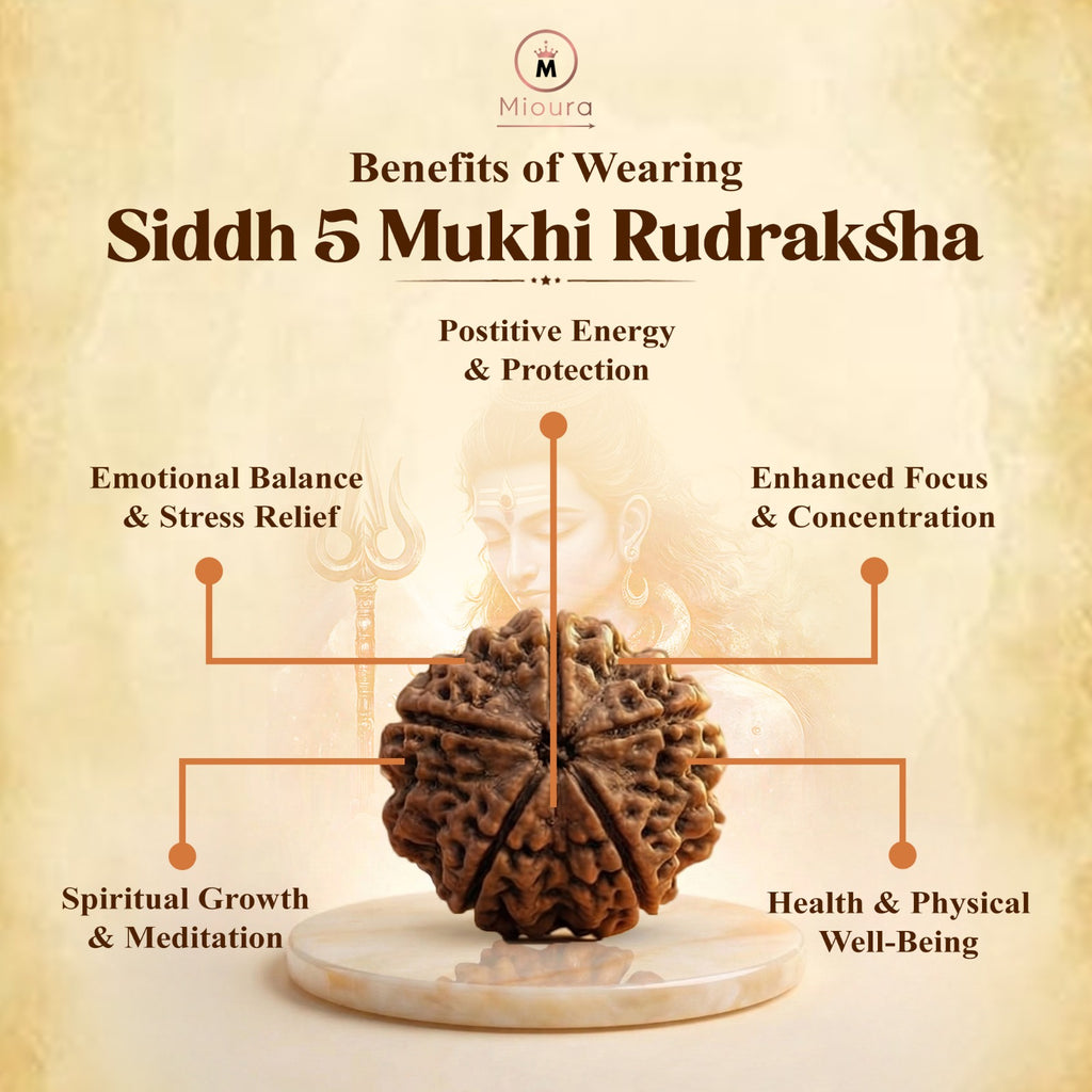 5 Mukhi Rudraksha From Omkareshwar Temple