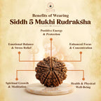5 Mukhi Rudraksha From Omkareshwar Temple