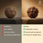 5 Mukhi Rudraksha From Omkareshwar Temple